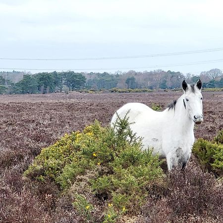 In The Heart Of The New Forest ฟอร์ดิงบริดจ์ ภายนอก รูปภาพ