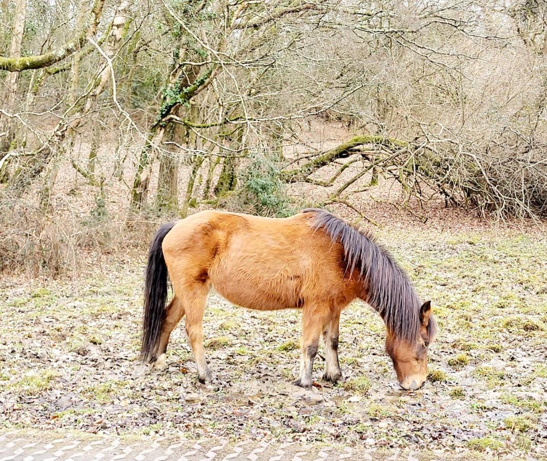In The Heart Of The New Forest ฟอร์ดิงบริดจ์ ภายนอก รูปภาพ